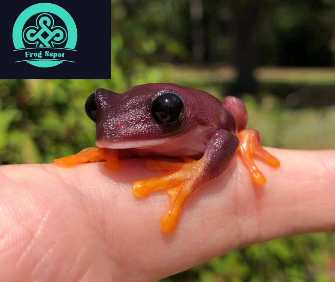 Melanistic Red Eyed Tree Frog Captive Bred Reptiles For Sale From