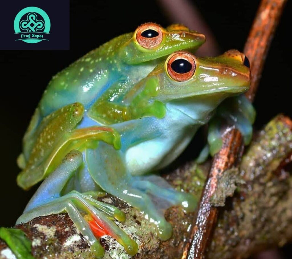 Jade Tree Frog Captive Bred Reptiles For Sale From Breeders Worldwide