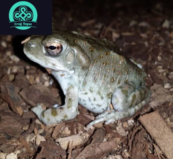 colorado river toad for sale
