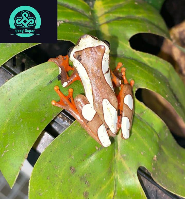 clown tree frog - Captive Bred Reptiles For Sale from Breeders Worldwide