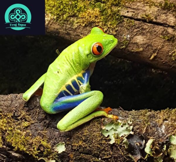 red-eyed tree frog for sale
