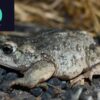 american toad for sale