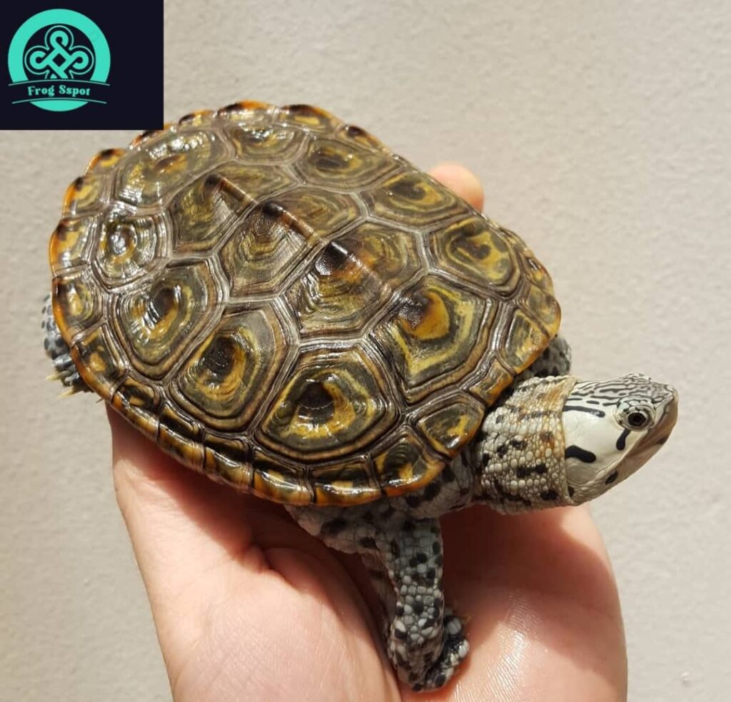 concentric diamondback terrapin - Captive Bred Reptiles For Sale from ...