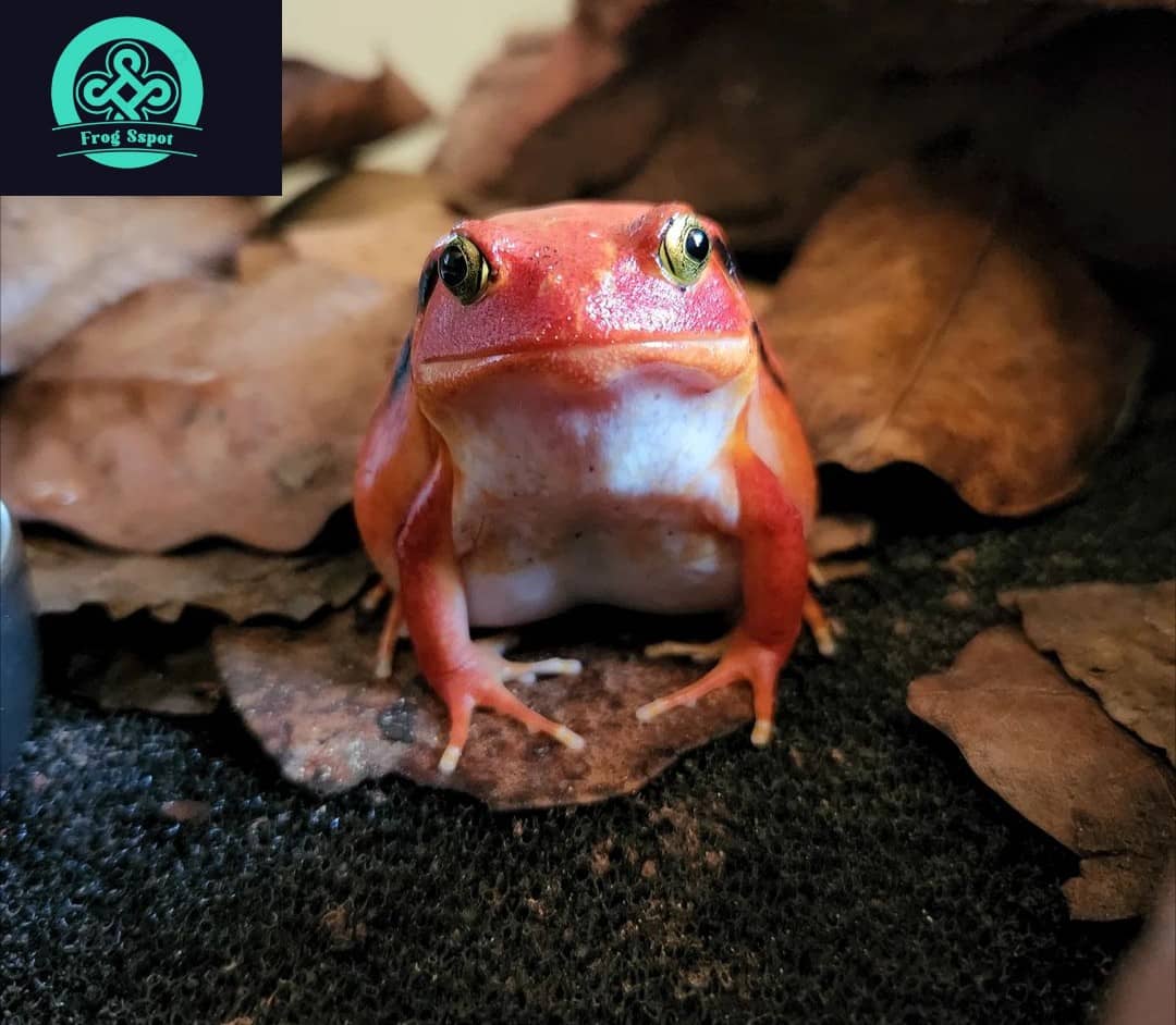 tomato frog for sale