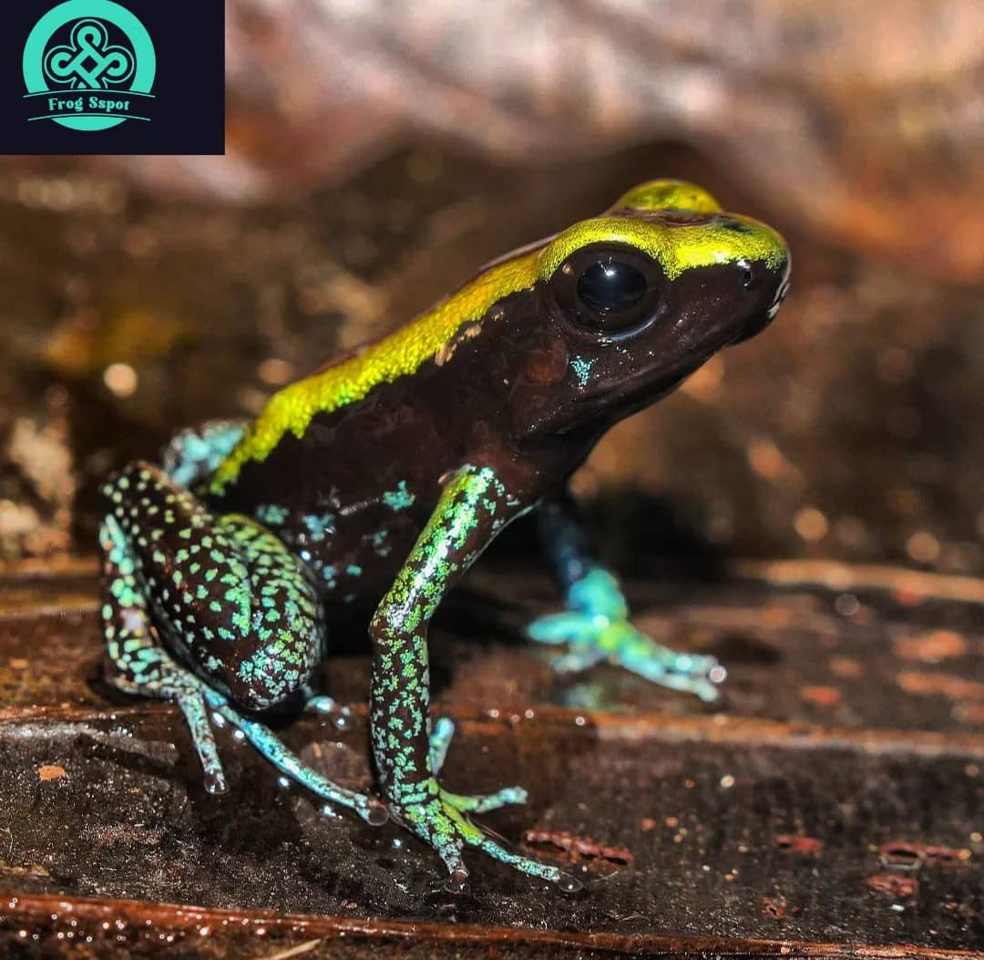 kokoe poison dart frog