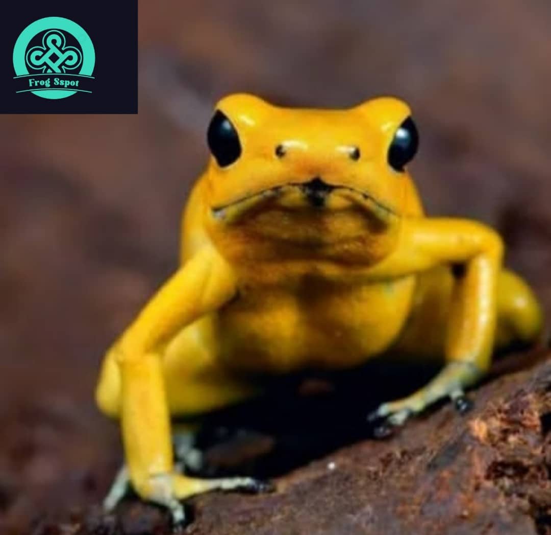 the golden poison frog