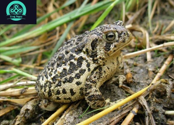 wyoming toad