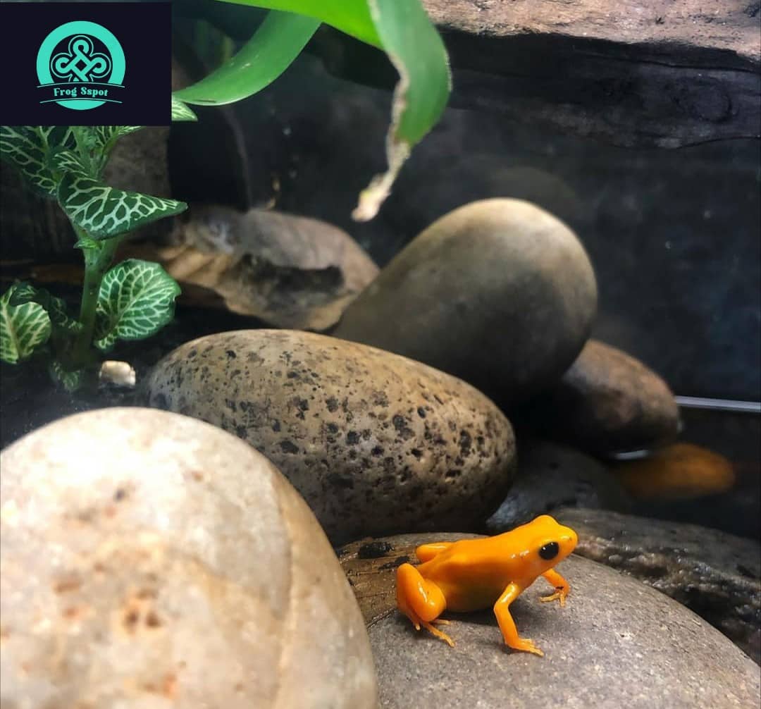 Golden Mantella Frog Captive Bred Reptiles For Sale From Breeders Worldwide 6884