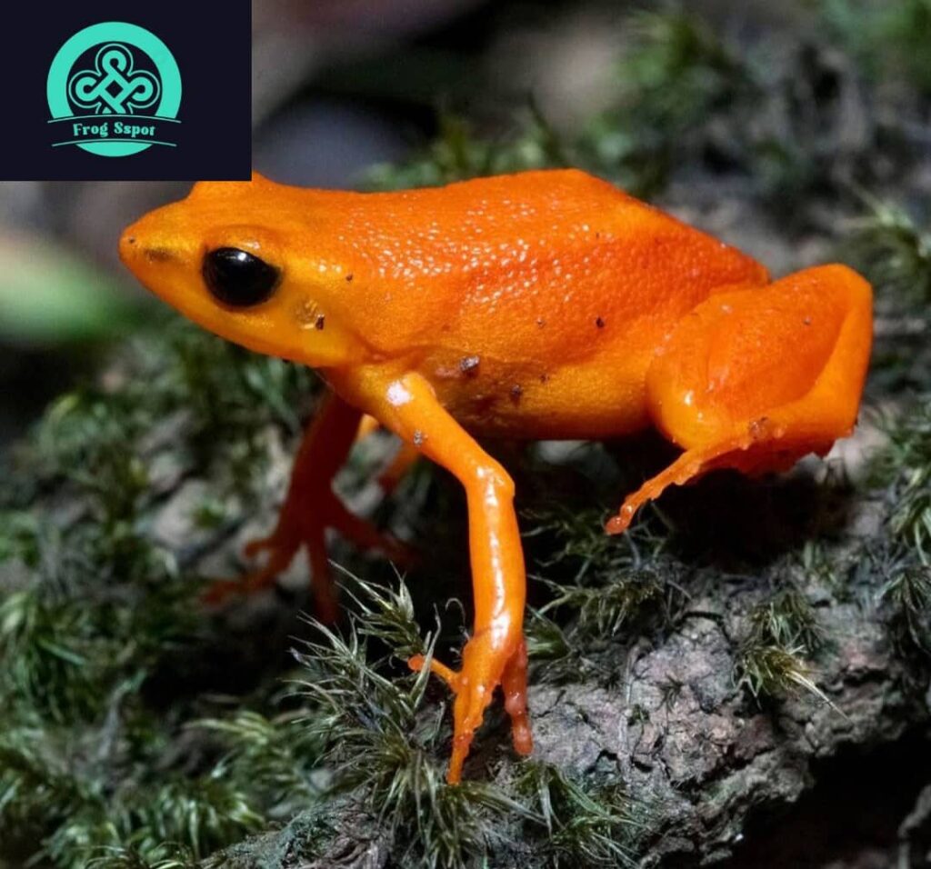 golden mantella frog - Captive Bred Reptiles For Sale from Breeders ...