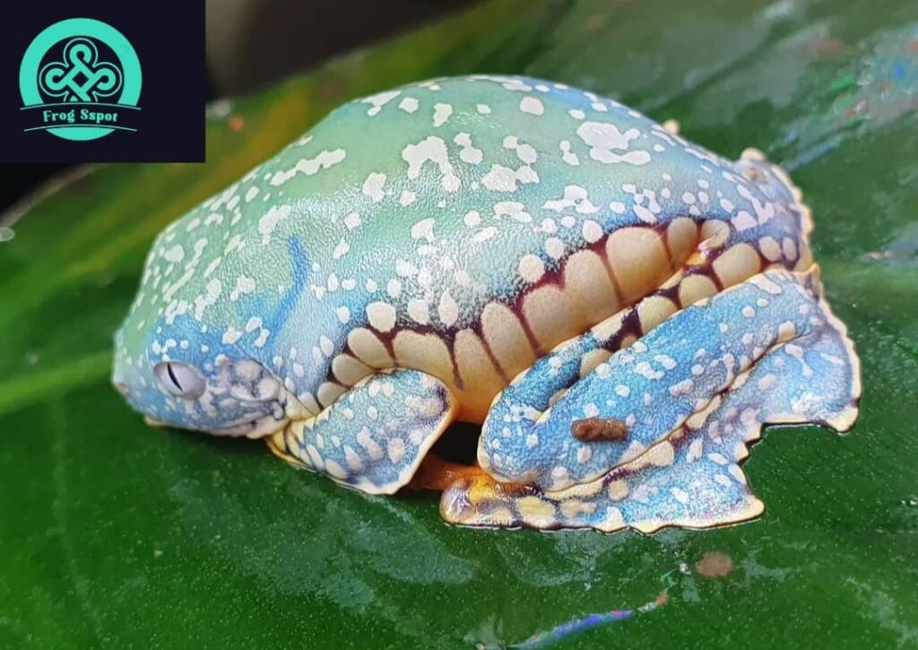 Amazon Fringed Leaf Frog Captive Bred Reptiles For Sale from Breeders