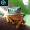 splendid leaf frog for sale