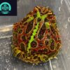 Ornate pacman frog for sale
