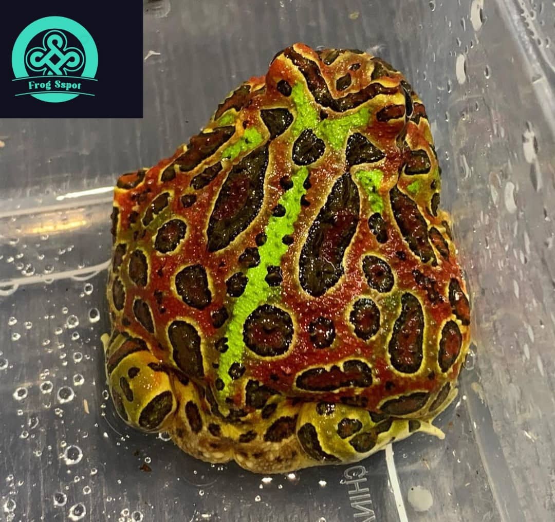 Ornate pacman frog for sale