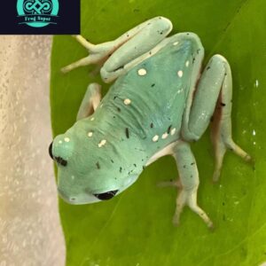 Mexican Leaf Frog For Sale