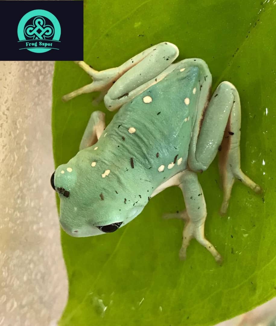 Mexican Leaf Frog For Sale