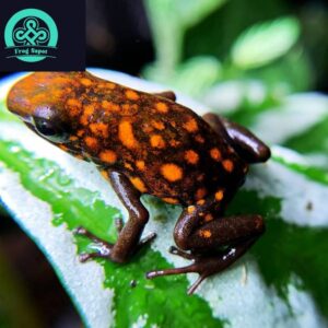 Oophaga sylvatica diablo for sale