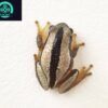 common reed frog for sale