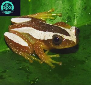  common reed frog