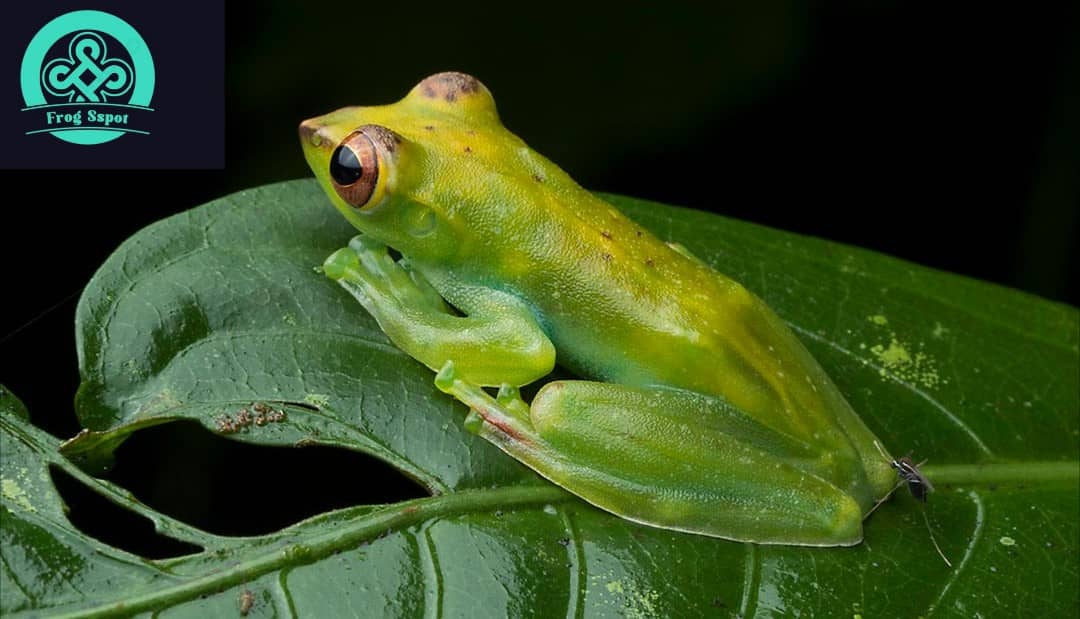 jade tree frog