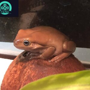 honey blue eyed white tree frog