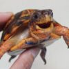 eastern box turtle for sale