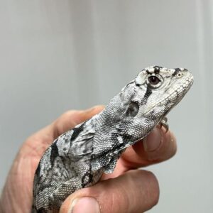 aussie frilled dragon for sale