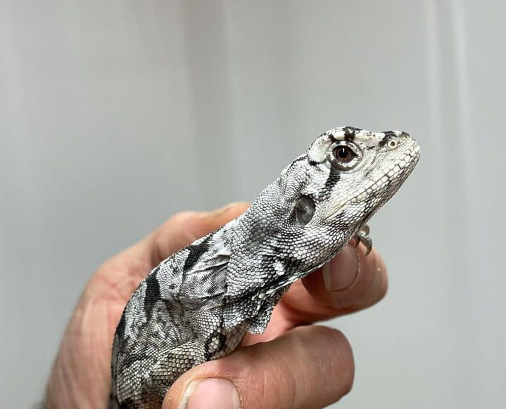 aussie frilled dragon for sale