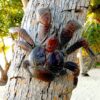 adult coconut crab for sale