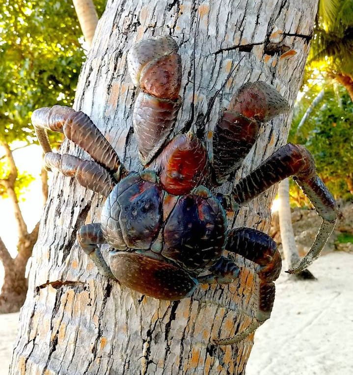 adult coconut crab for sale