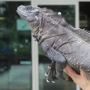 black sailfin dragon for sale