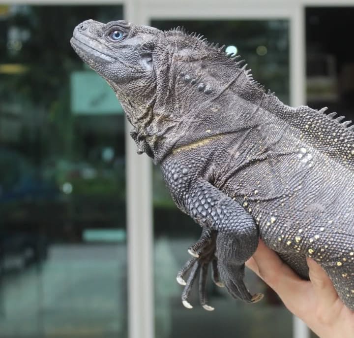 black sailfin dragon for sale